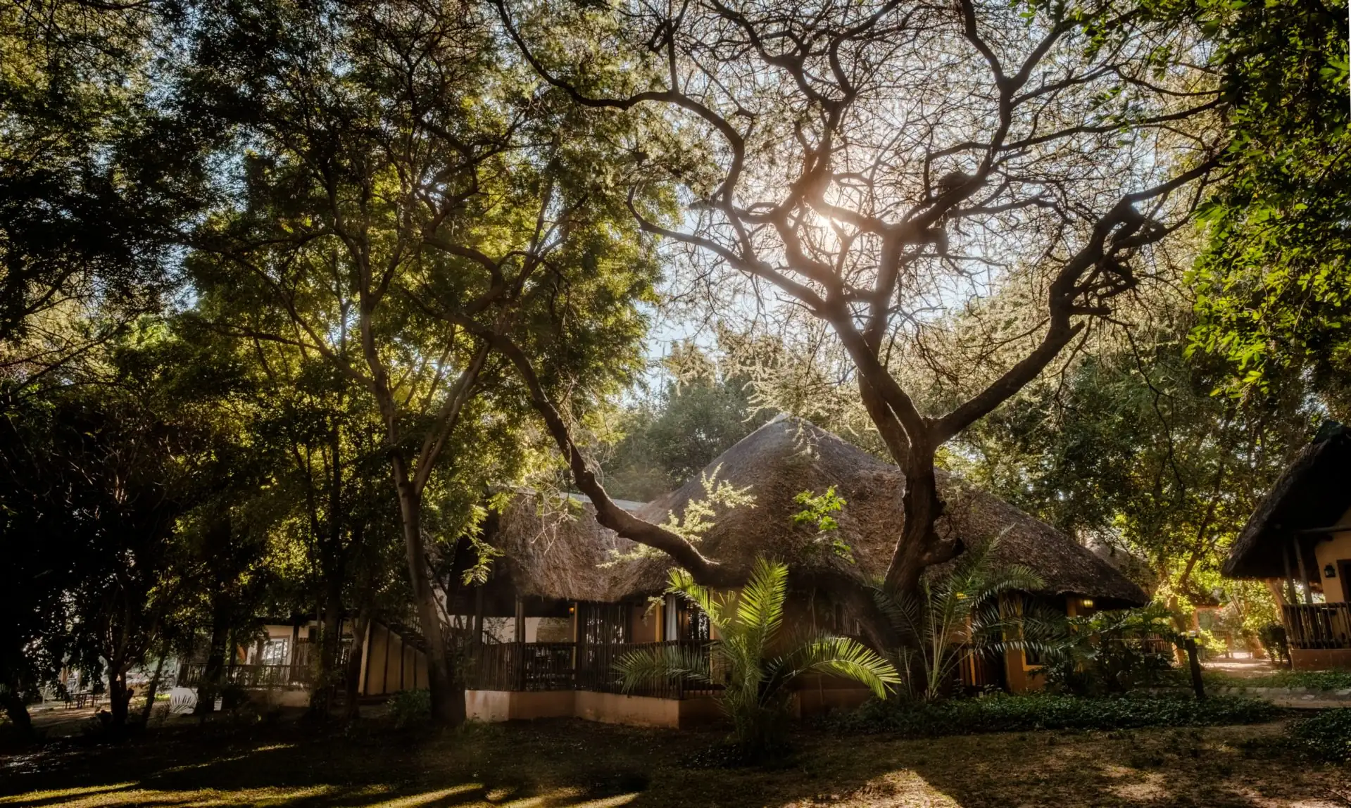 A thatched chalet beneath tall riverine trees with sunlight filtering through the branches